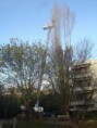 /album/galerie-de-photos-galerie2/elagage02-jpg1/